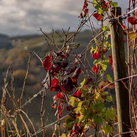 Belvedere Du Bugey - Refuge Dans Les Cepages Boyeux-Saint-Jerome